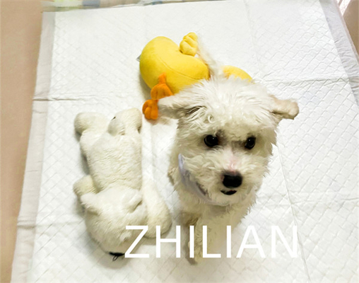 Máy tập huấn luyện Pet Pad cho chó con 170 m / phút